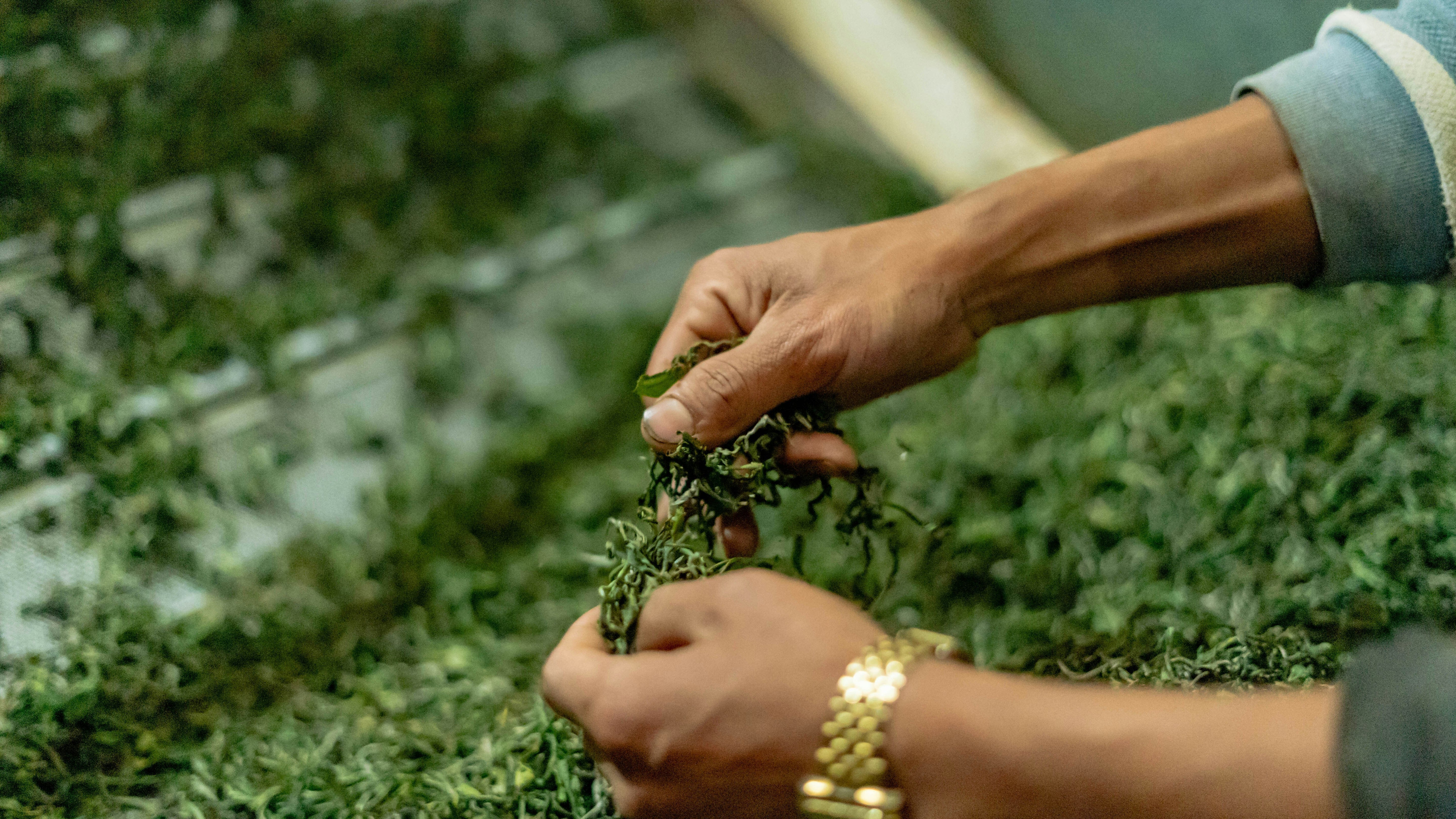 Organic teas