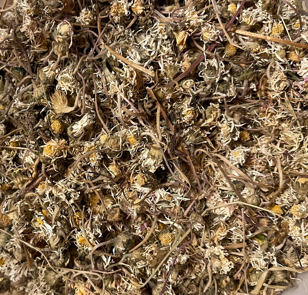 Gänseblümchen